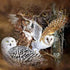 Owl Breeds - Diamond Painting